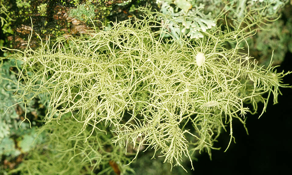 Image of Florida beard lichen