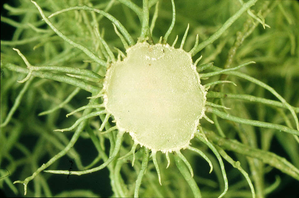 Image of Florida beard lichen