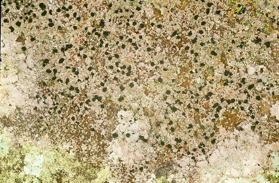 Image of dot lichen