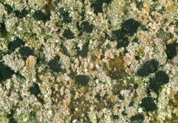 Image of dot lichen