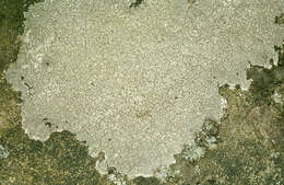 Sivun Pertusaria corallina (L.) Arnold kuva