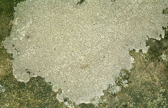 Image of Pertusaria corallina (L.) Arnold