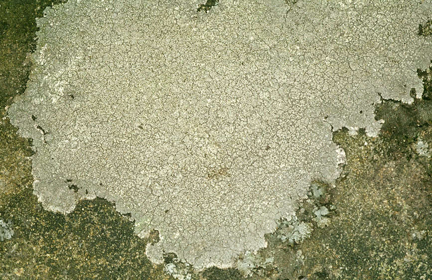 Image of Pertusaria corallina (L.) Arnold