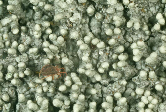 Image of Pertusaria corallina (L.) Arnold