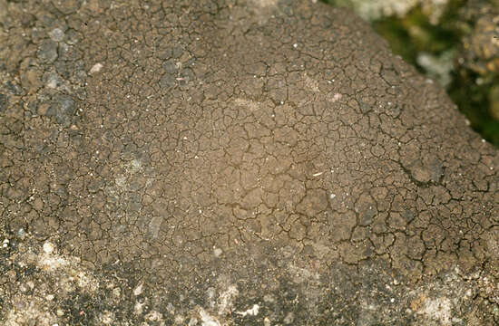 Image of wart lichen