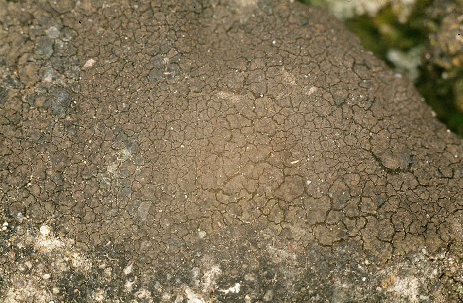 Image of wart lichen