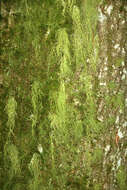 Image of Warty Beard Lichen