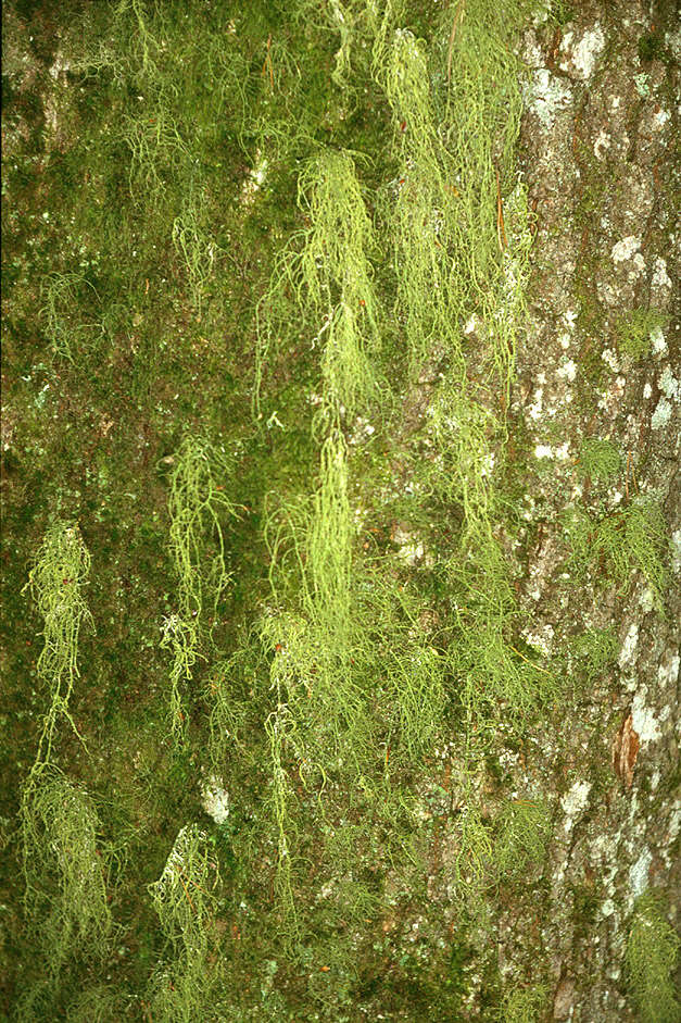 Image of Warty Beard Lichen