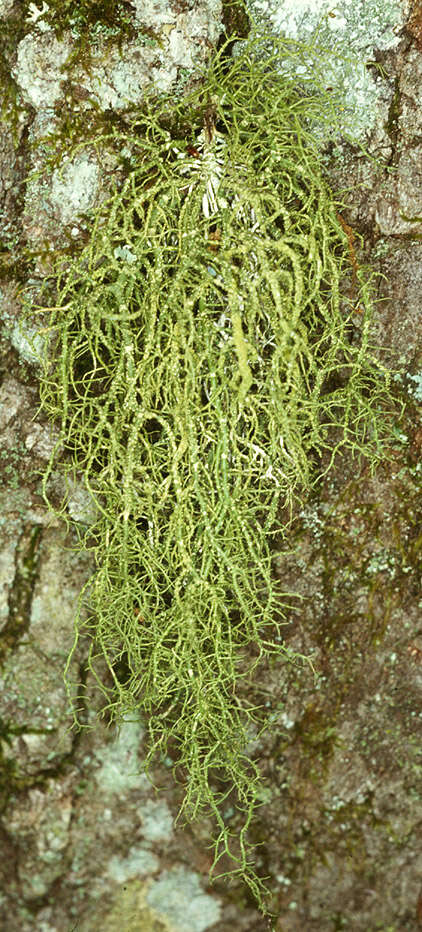 Image of Warty Beard Lichen