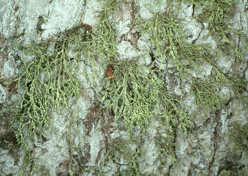 Image of farinose cartilage lichen