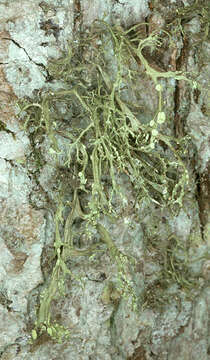 Image of farinose cartilage lichen