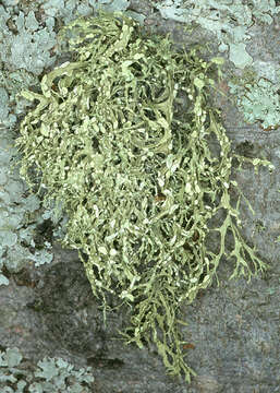 Image of farinose cartilage lichen