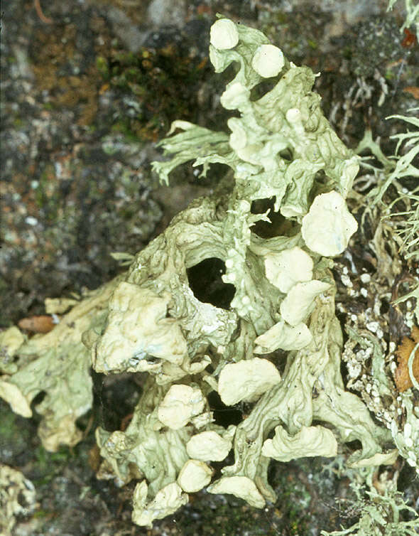 Image of cartilage lichen