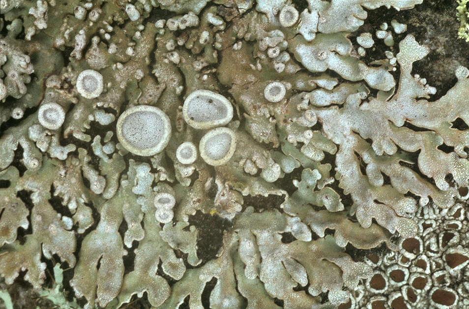 Image of Frost Lichen