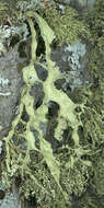 Image of cartilage lichen