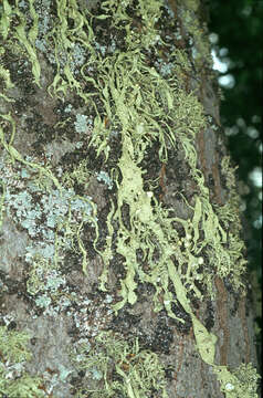 Image of cartilage lichen