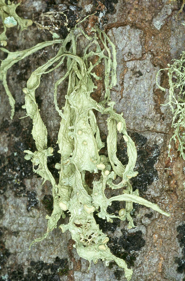 Image of cartilage lichen