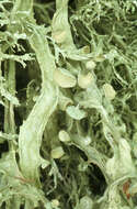 Image of cartilage lichen