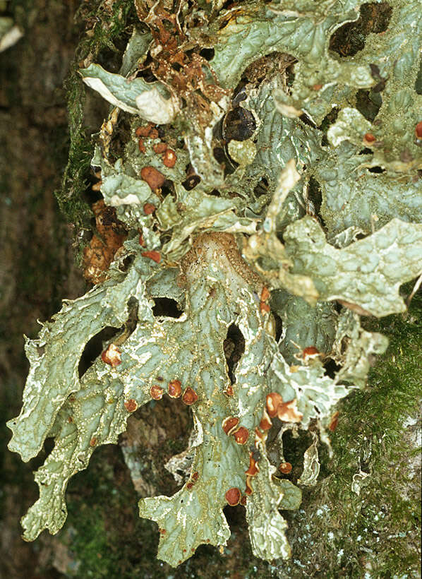 Image of Lungwort