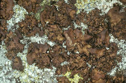 Image of manyroot navel lichen