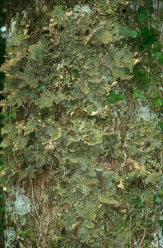 Image of Lungwort