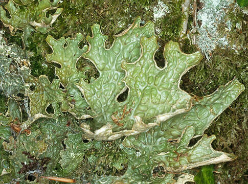 Image of Lungwort