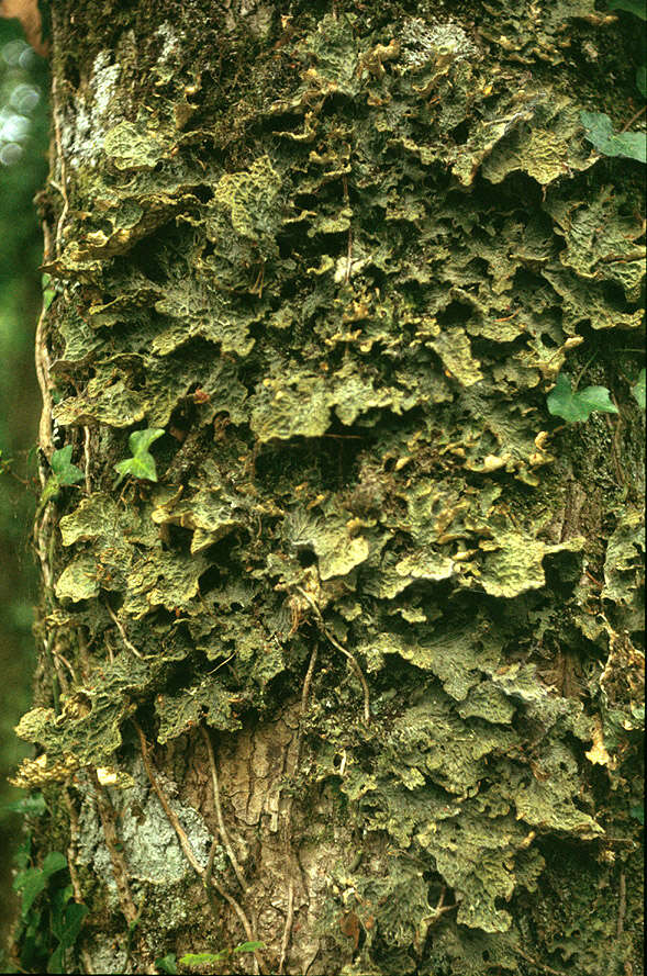 Image of Lungwort