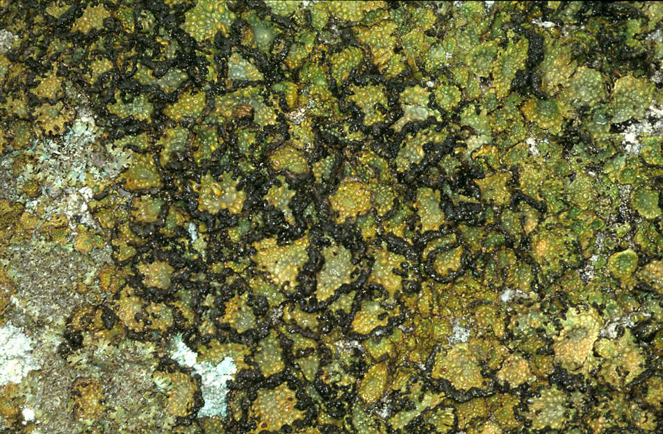 Image of blistered navel lichen