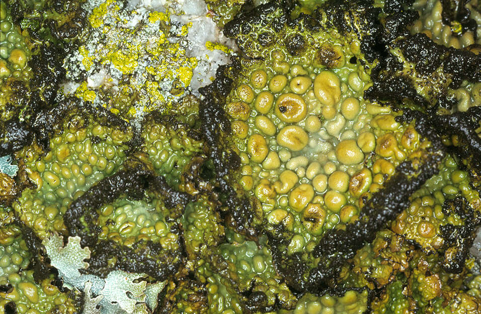 Lasallia pustulata (L.) Mérat的圖片