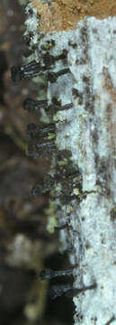 Image of Spike lichen;   Black stubble