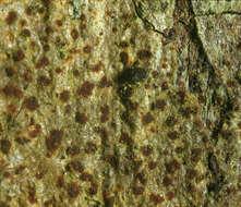 Image of Arthonia vinosa Leight.