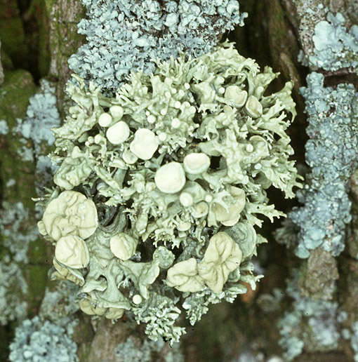Image of Cartilage lichen