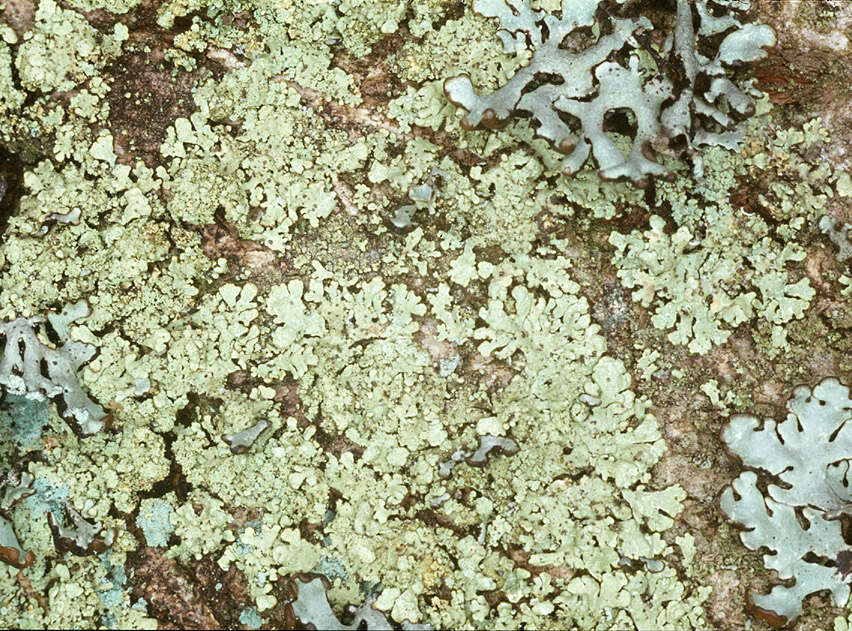 Image of ambiguous bran lichen