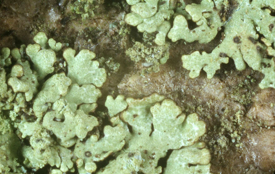 Image of ambiguous bran lichen