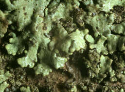 Image of ambiguous bran lichen