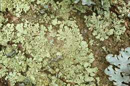 Image of ambiguous bran lichen