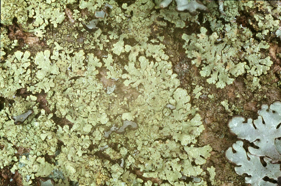 Image of ambiguous bran lichen