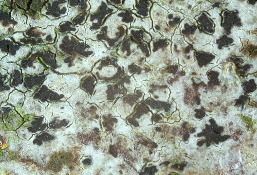 Image of dot lichen