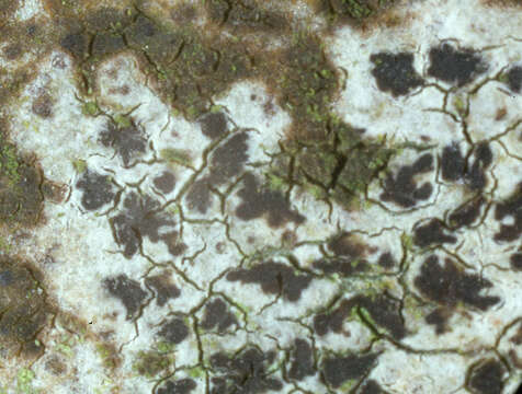 Image of dot lichen