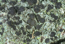 Image of Tiny button lichen