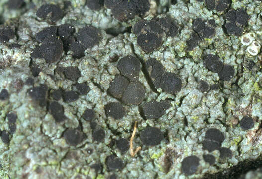 Image of Tiny button lichen