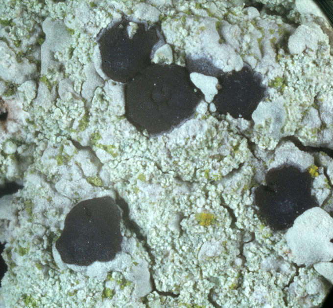 Image of diploicia lichen