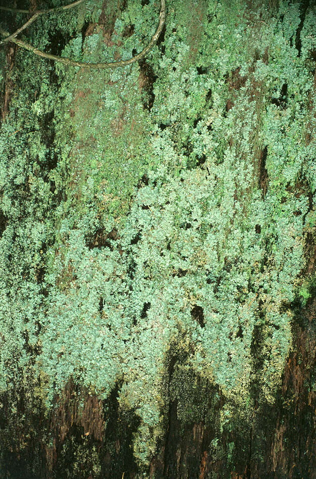 Image of parasite cup lichen