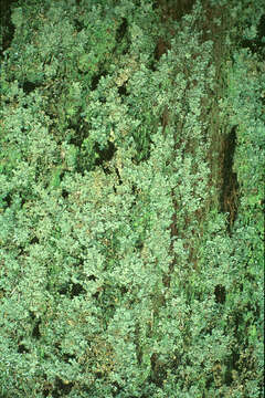 Plancia ëd Cladonia parasitica (Hoffm.) Hoffm.