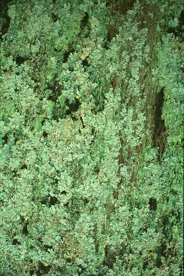 Image of parasite cup lichen