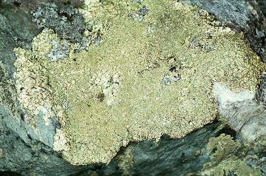 Image of Peppered rock-shield