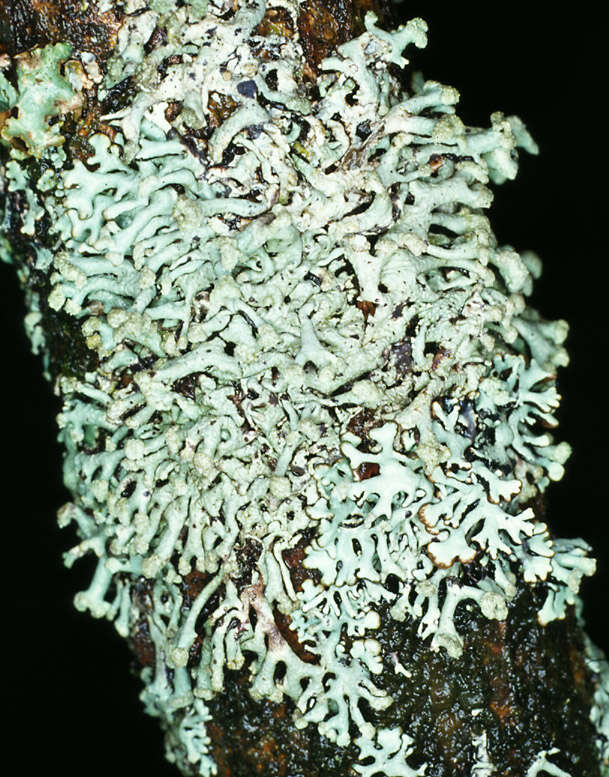 Image of Powder-headed tube lichen