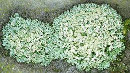 Image of rosette lichen