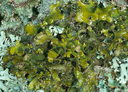 Слика од Tuckermannopsis chlorophylla (Willd.) Hale