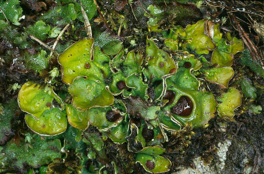 Image of chocolate chip lichen